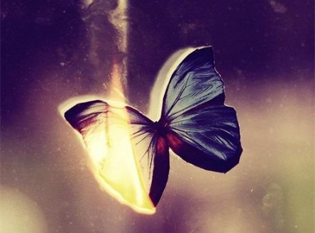 [唯美伤感图片]真羡慕蝴蝶的自由、快乐第1张