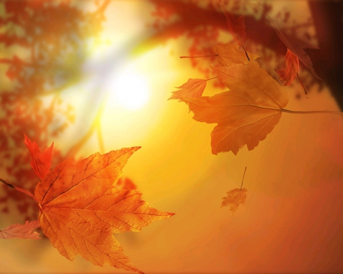 风景图片秋天的枫叶高清组图第1张