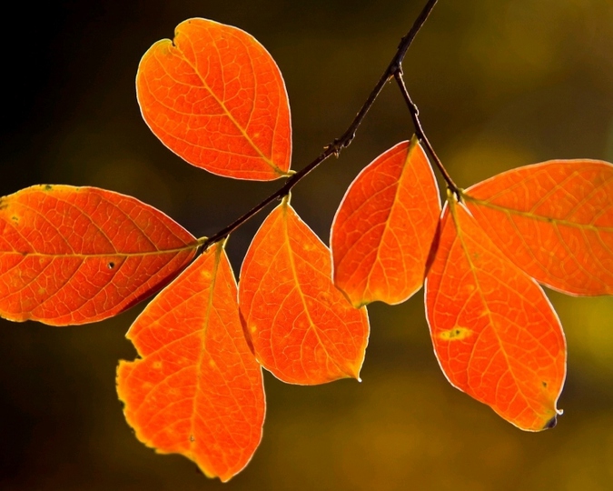 风景图片秋天的枫叶高清组图第3张