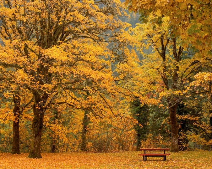 风景图片秋天的枫叶高清组图第4张
