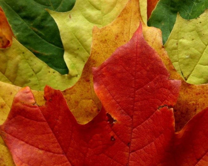 风景图片秋天的枫叶高清组图第5张