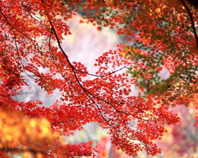 风景图片秋天的枫叶高清组图第6张