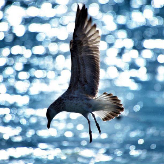 风景图片唯美海边海鸥摄影组图第1张