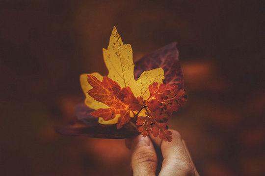 唯美伤感秋天的枫叶图片第1张