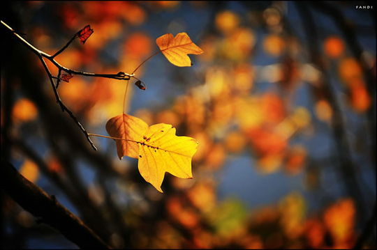 唯美伤感秋天的枫叶图片第4张