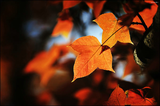 唯美伤感秋天的枫叶图片第5张