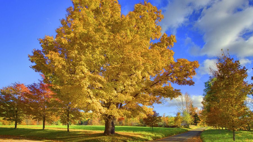 风景图片秋天风格金黄的叶子组图第5张