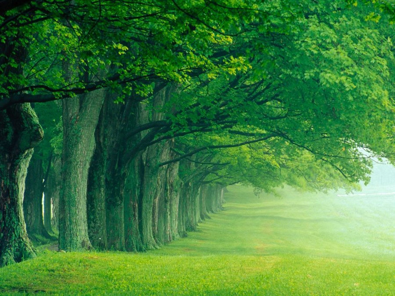 风景图片欧美唯美绿色森林组图第20张