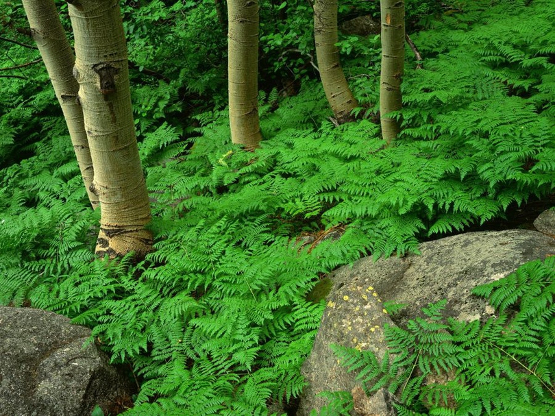 风景图片绿色森林摄影大片组图第2张