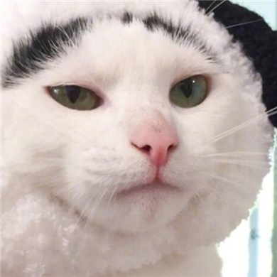 超萌表情的猫咪情侣头像高清图片第9张