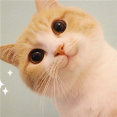 大眼睛可爱猫咪头像的图片精选级第6张