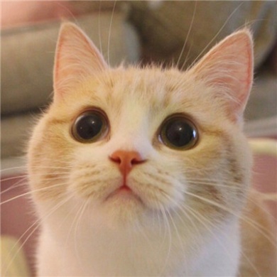 大眼睛可爱猫咪头像的图片精选级第12张