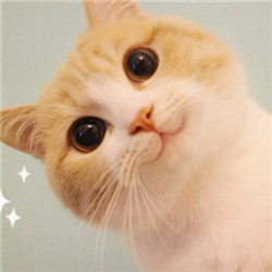 大眼睛可爱猫咪头像的图片精选级